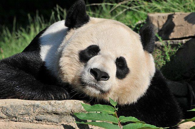 best of World live panda