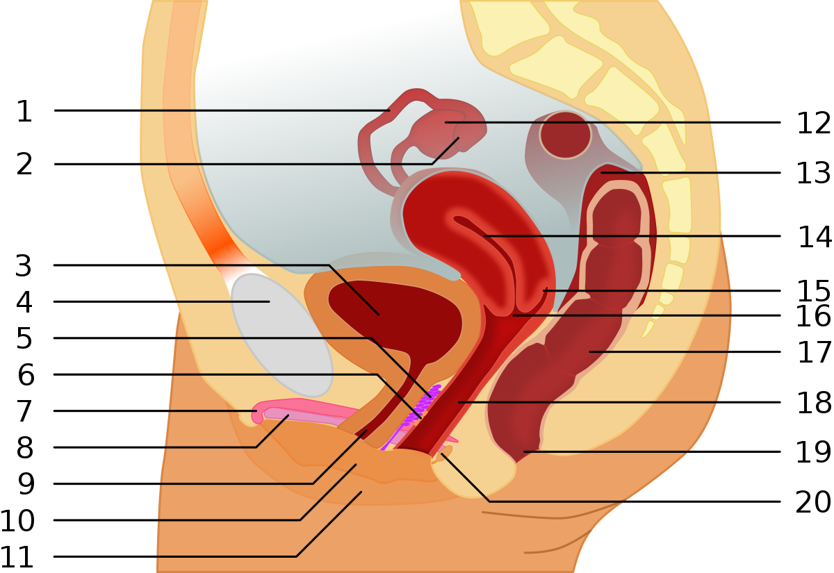 Doppler reccomend and gspot stimulator Clitoris