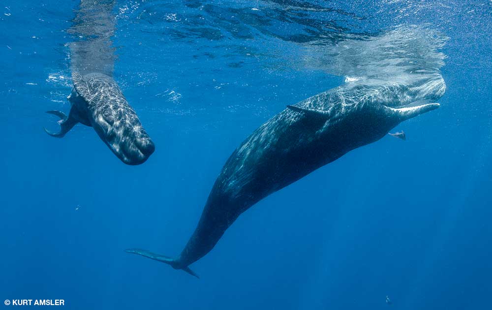 Sperm whale behavior