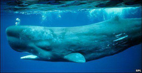 best of Behavior Sperm whale
