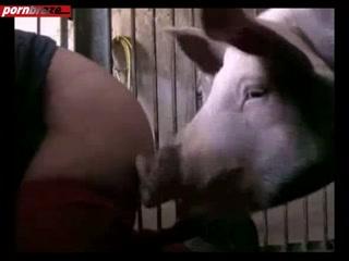 best of With humans sex Pig