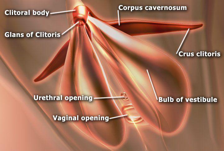best of Deaden in clitoris vibrator Can nerves