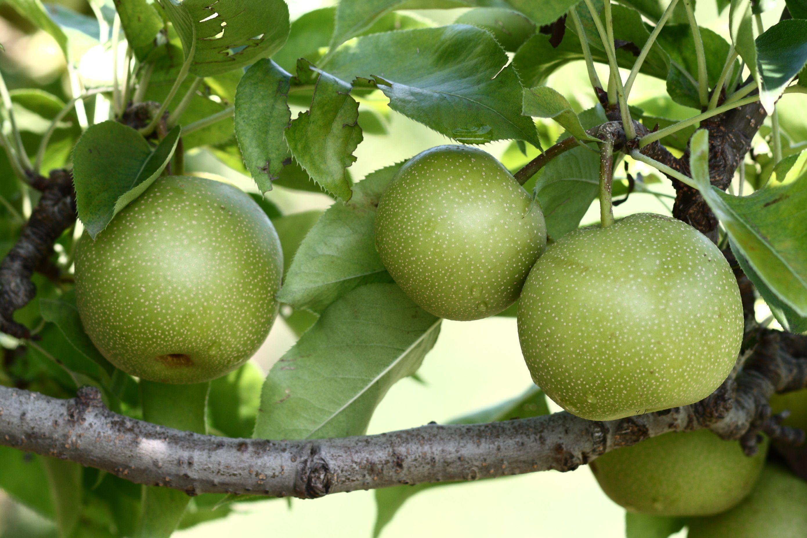 best of Pear tree size Asian