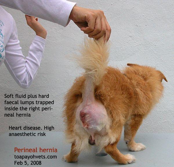 best of Hernias Feline anal