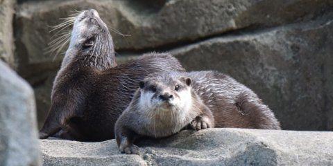 Neptune reccomend Asian river otters