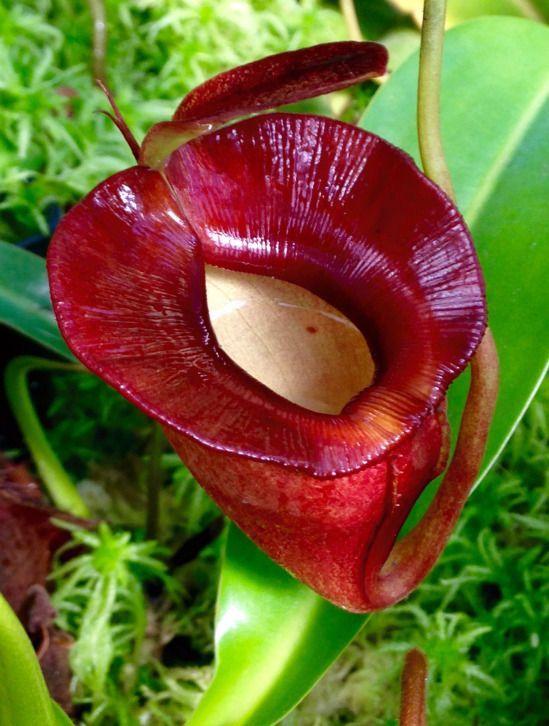 Killer F. reccomend Asian nepenthes pitcher plant