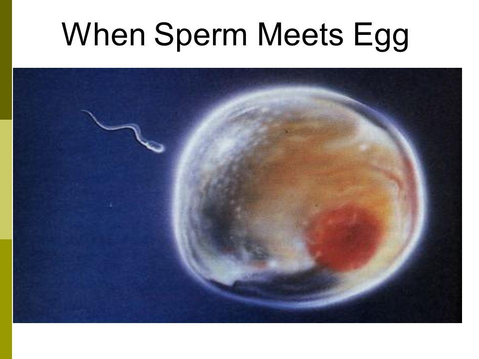 Epiphany recommend best of Video of sperm and egg meeting