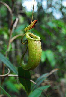 Miss G. reccomend Asian nepenthes pitcher plant