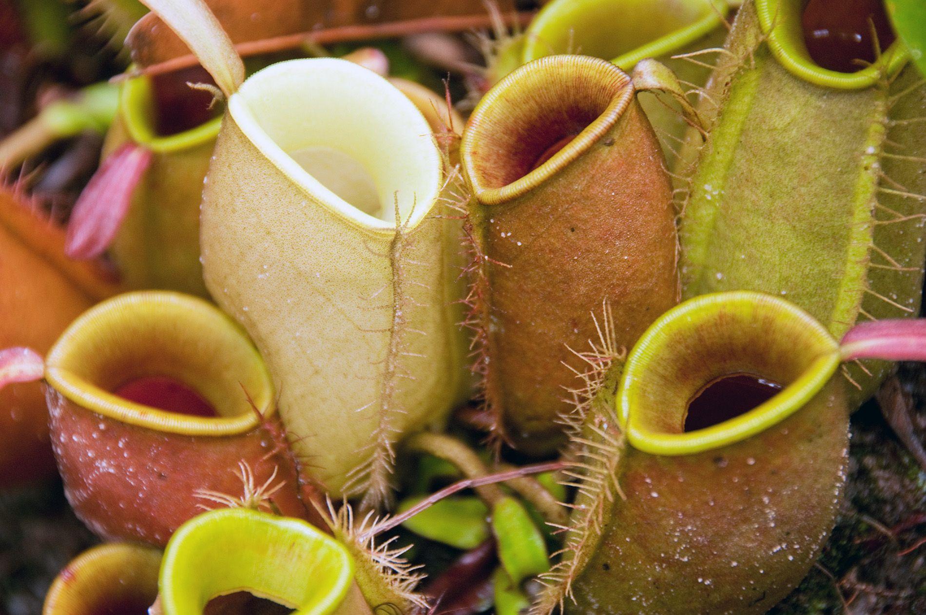 Honey reccomend Asian nepenthes pitcher plant