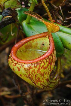 Taze reccomend Asian nepenthes pitcher plant