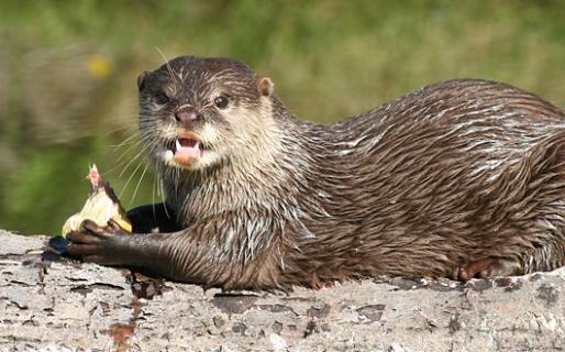 best of Otters Asian river