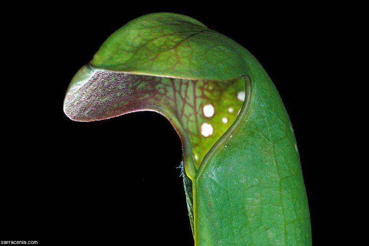 best of Facts fun Carnivorous plants