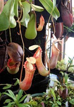 Lava recommend best of Asian nepenthes pitcher plant