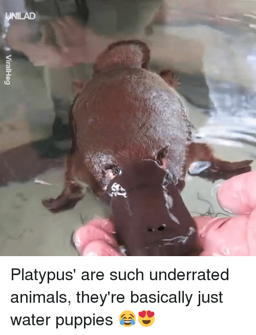 Fun facts about platypus