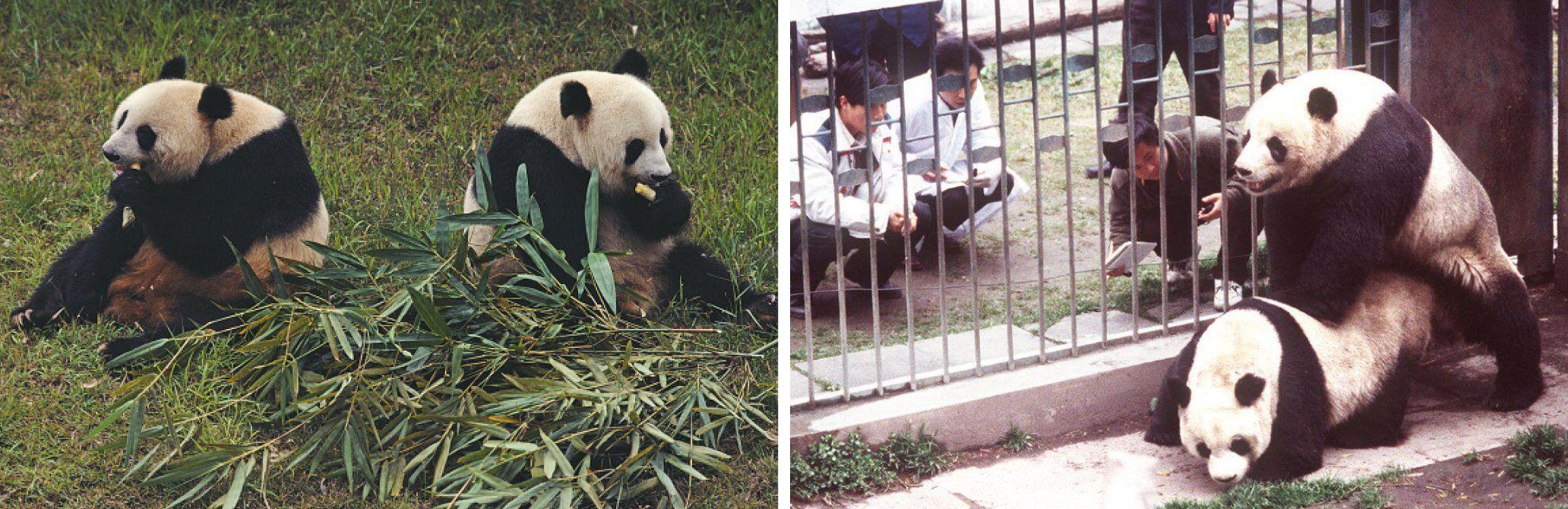 Sperm harvesting panda