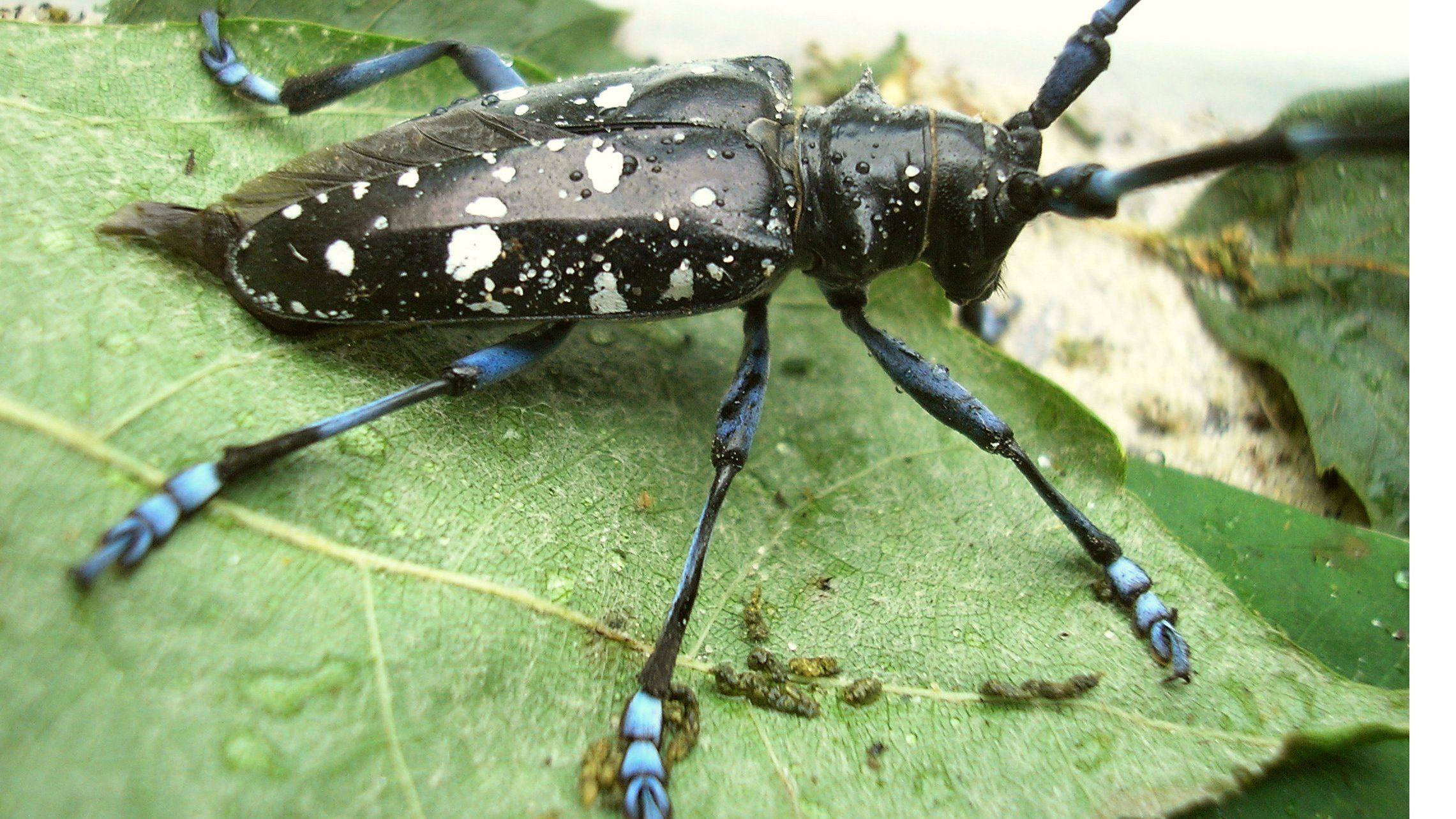 Sparkles recommend best of longhorned beetle solution Asian