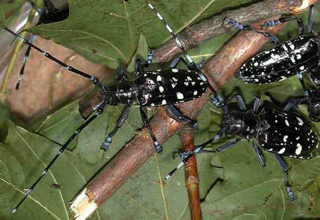 Boot reccomend Asian longhorned beetle requirements guidance