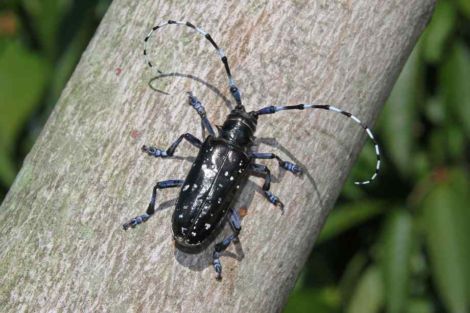 Asian longhorned beetle solution