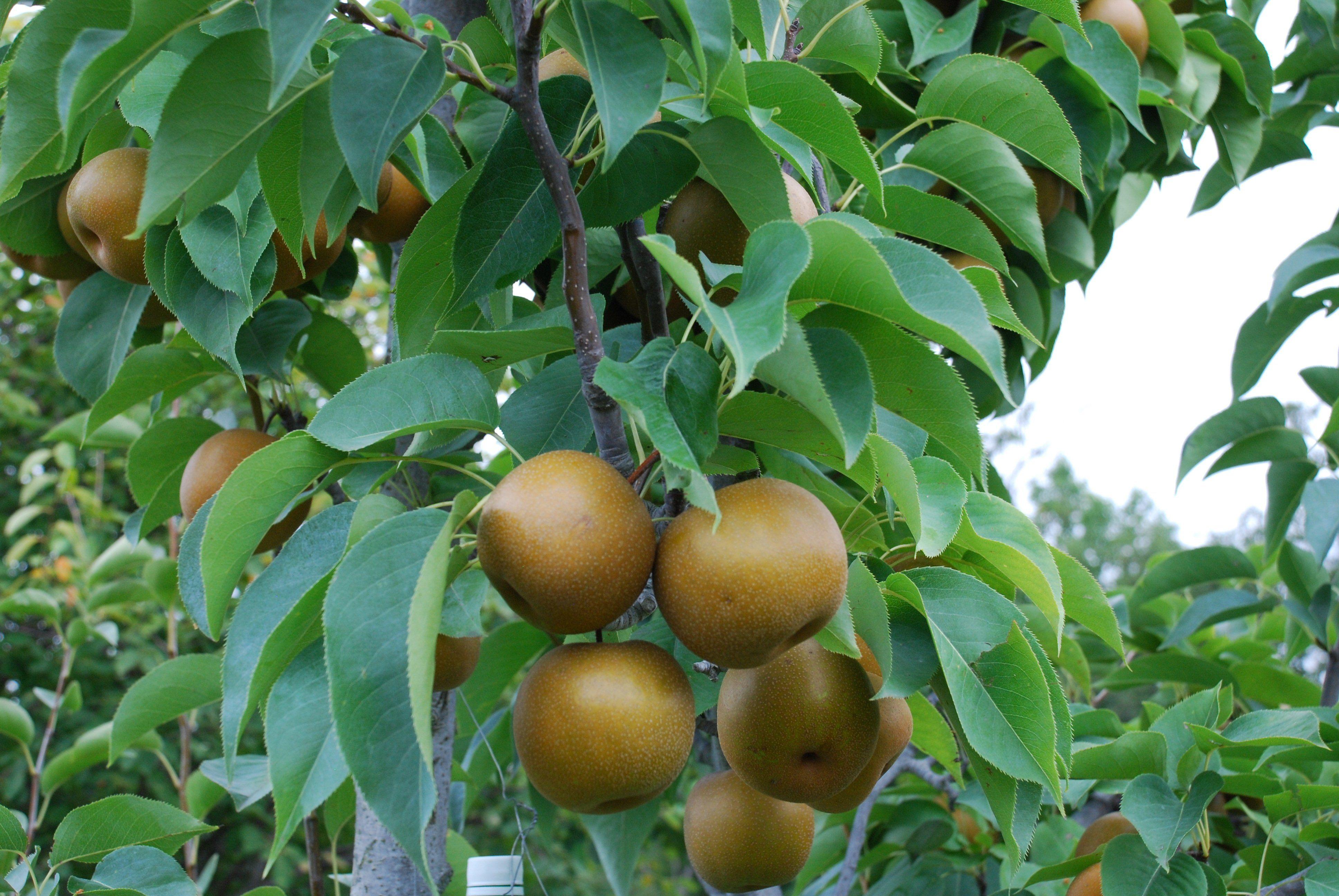2-bit reccomend Asian pear dwarf fruit tree