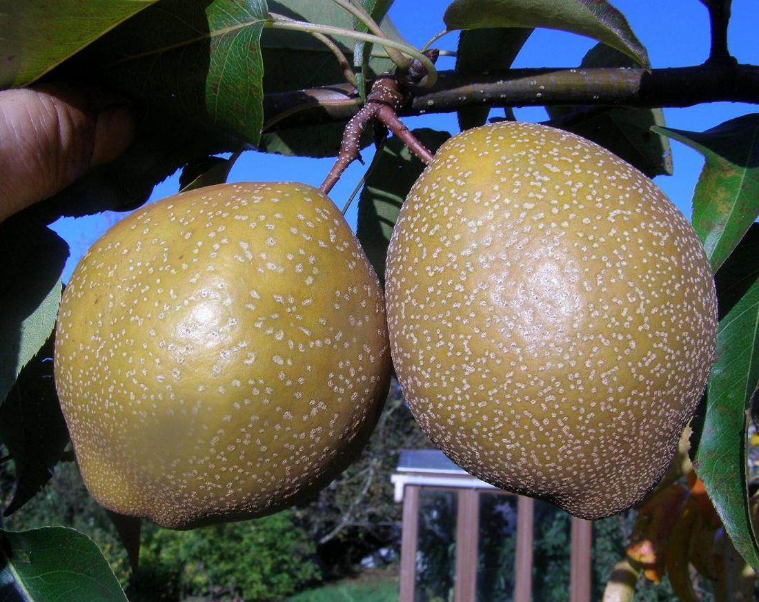 best of Fruit Asian tree dwarf pear