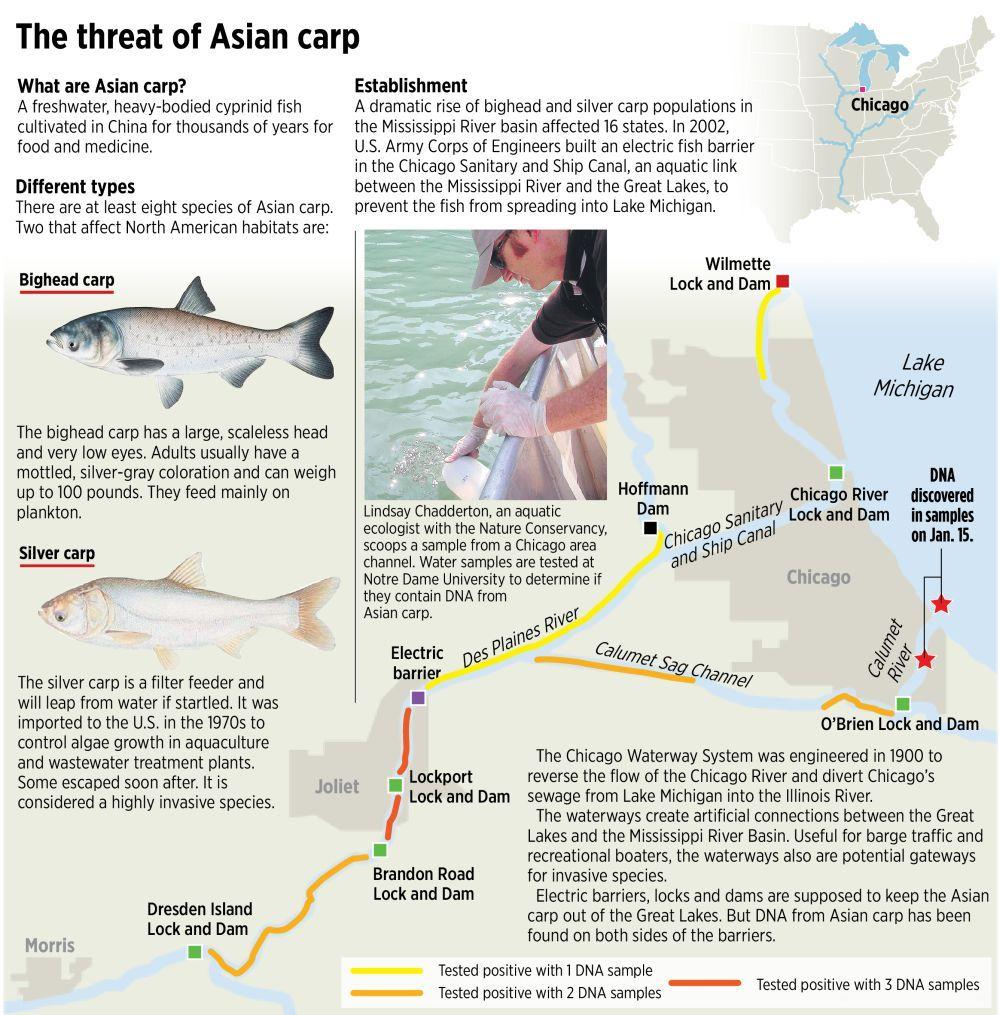 Bubbles reccomend Asian carp regional