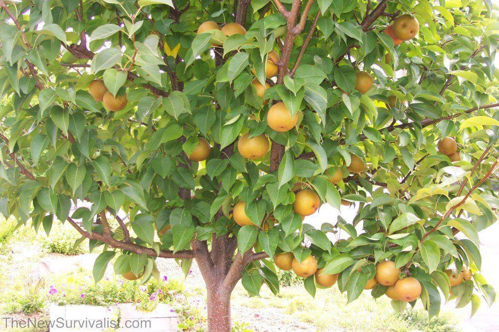 best of Fruit Asian tree dwarf pear
