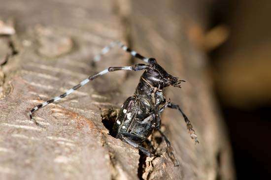 Devil reccomend Asian longhorned beetle requirements guidance