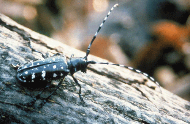 Big L. reccomend Asian longhorned beetle requirements guidance