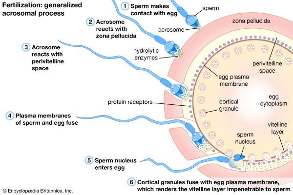 Mature eggs are produced from a single initial oocyte