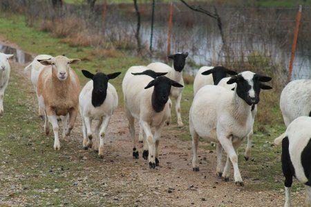 Nova reccomend Mature dorper ewes weight