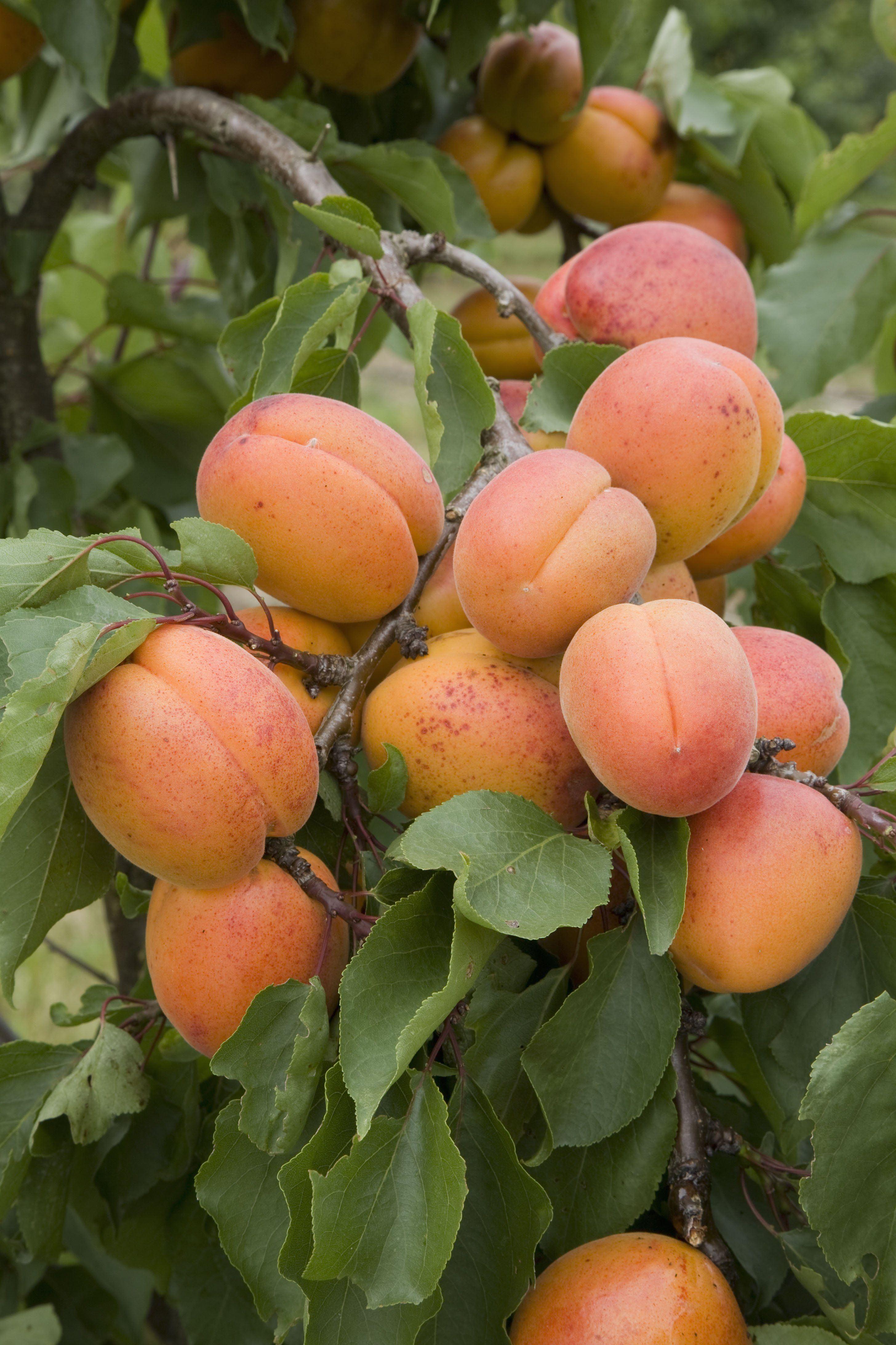 Alias reccomend Mature dwarf fruit trees