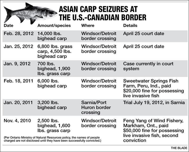 Asian carp for food