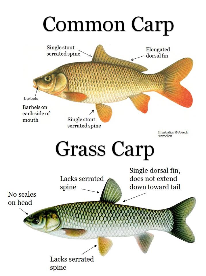best of Carp food Asian for