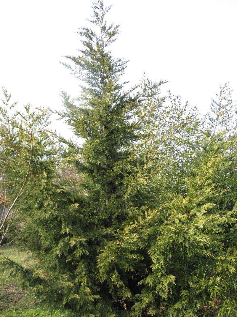 Colorado spruce tree mature height