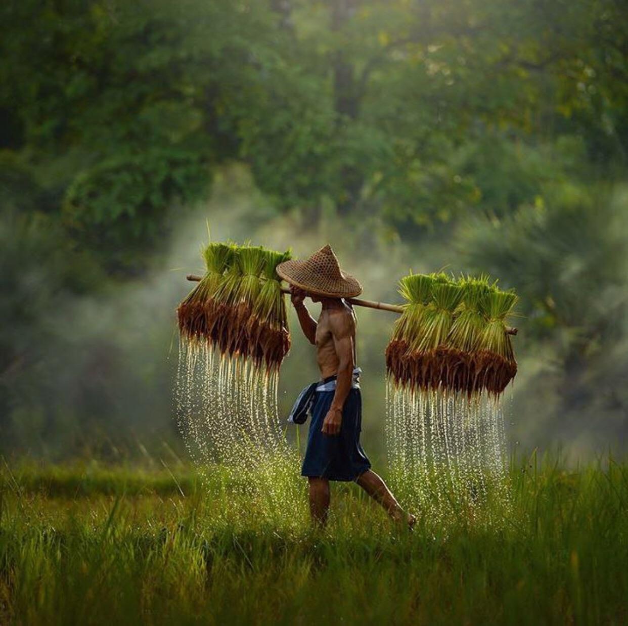 Asian rice farming