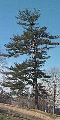 Colorado spruce tree mature height