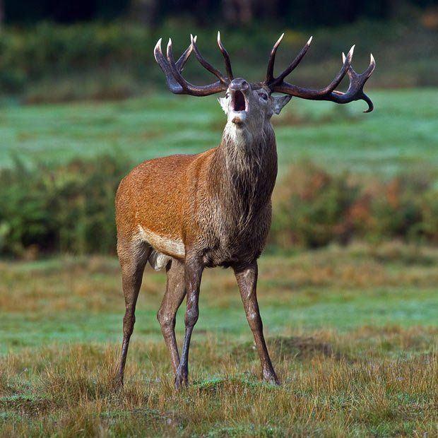 The L. reccomend Mature male european red deer