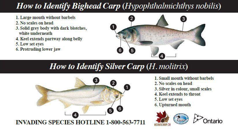 Troubleshoot reccomend Asian carp for food