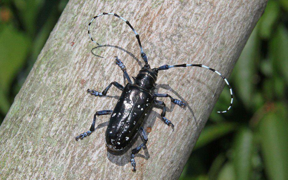 Saber reccomend Asian longhorned beetle and control