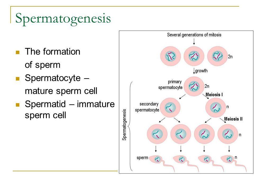 The casue of immature sperm Treatments of Male Infertility