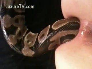 Video snake porn 