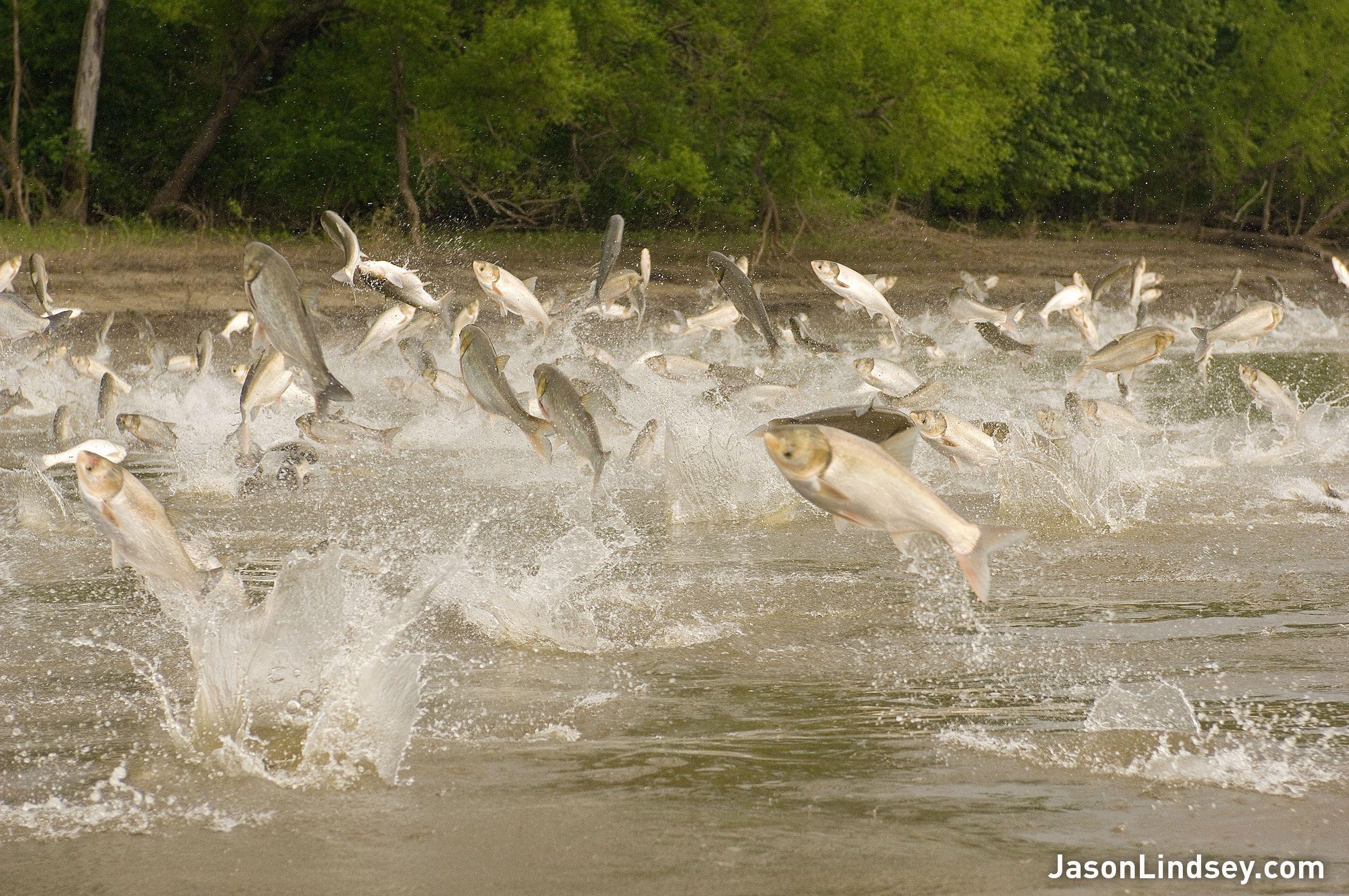 best of 2010 illinois Asian carp river