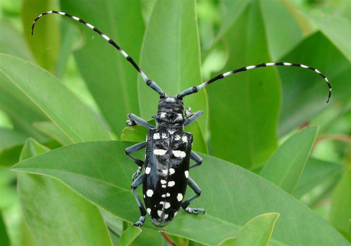 best of Facts Asian longhorned beetle fun