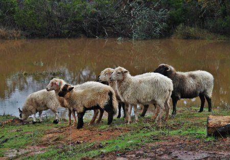 Mature dorper ewes weight