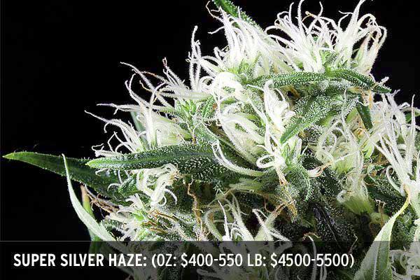 Hydroponic marijuana 10 hour flower mature