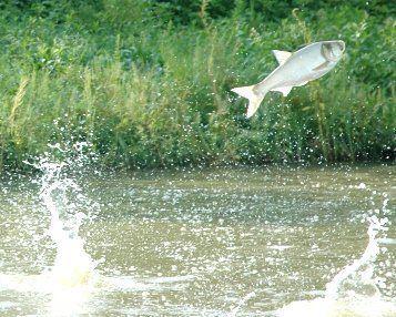 Squirrel reccomend Asian carp infested waters