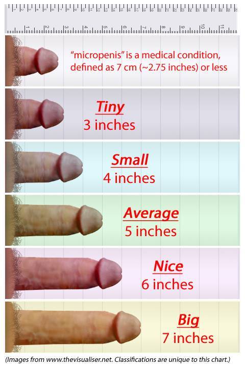 Normal Size Dick Porn