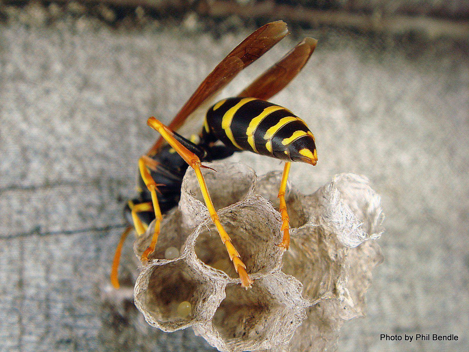 Asian paper wasp