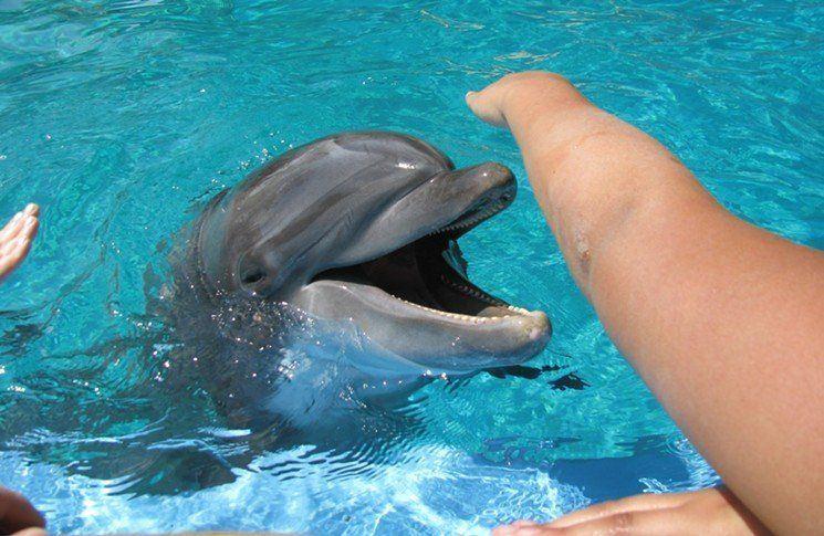 Room S. reccomend Dolphin blowjob clip