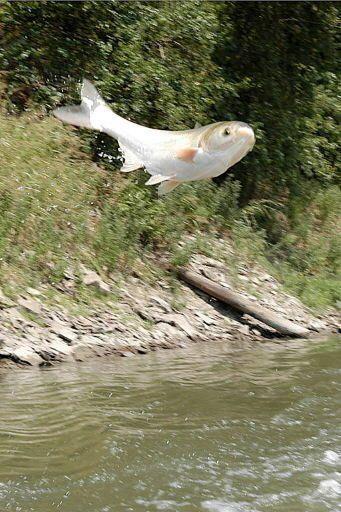 Admiral o. t. F. reccomend Asian carp infested waters